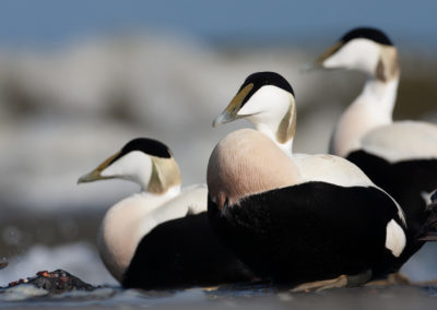 Eidereend, Somateria mollissima, Common eider | Vlieland