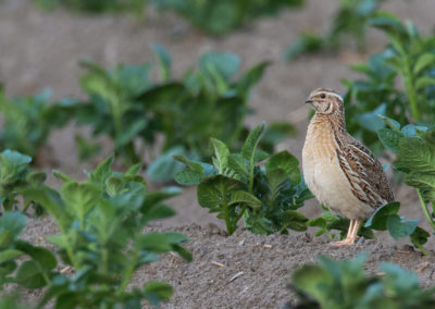Kwartel, Coturnix coturnix, Common quail | Roegwold
