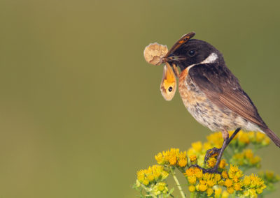 Roodborsttapuit, Saxicola torquata, Stonechat | Roegwold