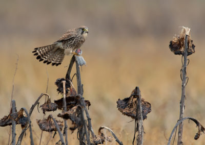 Torenvalk, Falco tinnunculus, Common kestrel | Roegwold