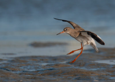 Tureluur, Tringa totanus, Common redshank |  Lauwersoog Haven