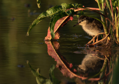 Tureluur, Tringa totanus, Common redshank | Winsumermeeden