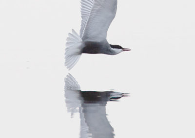 Witwangstern, Chlidonias hybrida, Whiskered tern | Roegwold