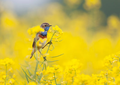 Blauwborst, Luscinia svecica, Bluethroat | Noord-Groningen