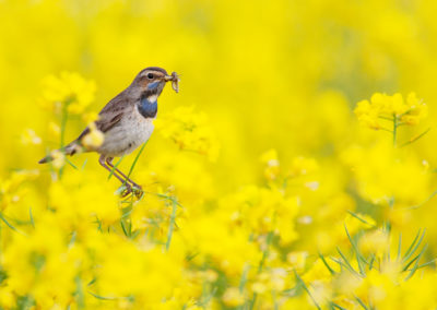 Blauwborst, Luscinia svecica, Bluethroat | Noord-Groningen