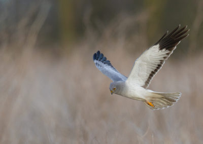 Blauwe kiekendief, Circus cyaneus, Hen harrier | Lauwersmeer