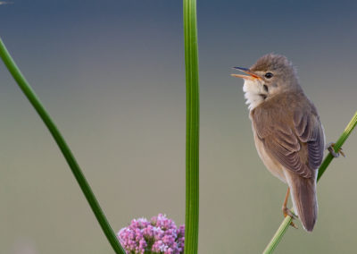 Bosrietzanger, Acrocephalus palustris, Marsh warbler | Lauwersmeer