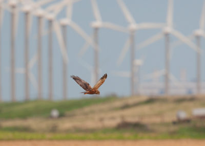 Bruine kiekendief, Circus aeruginosus, Marsh harrier