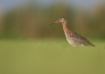 Grutto, Limosa limosa, Black-tailed godwit | Winsumermeeden