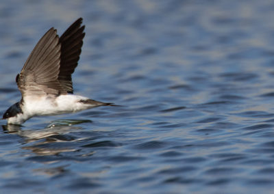 Huiszwaluw, House martin, Delichon urbica | Finsterwolde