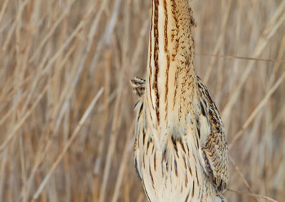 Roerdomp, Botaurus stellaris, Bittern | Lauwersmeer