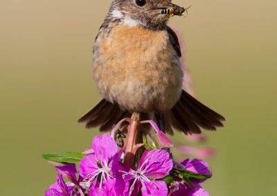 Roodborsttapuit, Saxicola torquata, Stonechat | Roegwold