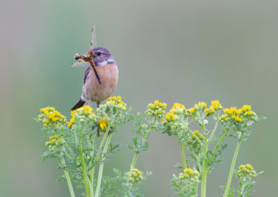 Roodborsttapuit, Saxicola torquata, Stonechat | Roegwold