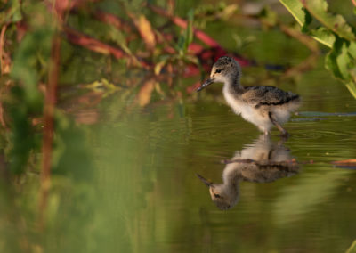 Steltkluut, Himantopus himantopus, Black-winged stilt | Winsumermeeden