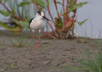 Steltkluut, Himantopus himantopus, Black-winged stilt