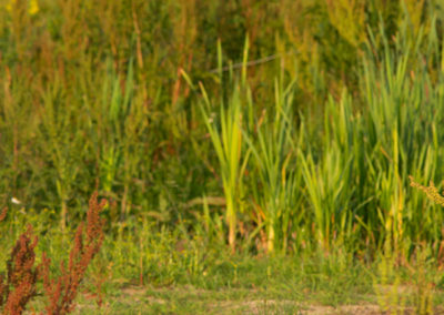 Steltkluut, Himantopus himantopus, Black-winged stilt | Winsumermeeden