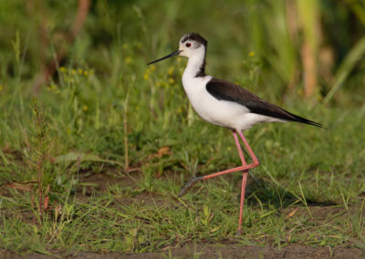 Steltkluut, Himantopus himantopus, Black-winged stilt | Winsumermeeden