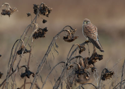 Torenvalk, Falco tinnunculus, Common kestrel | Roegwold