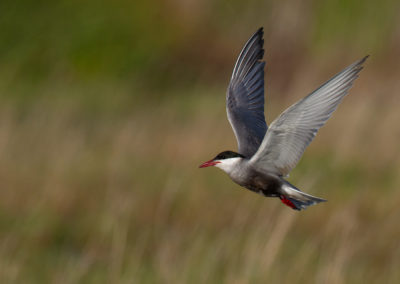 Witwangstern, Chlidonias hybrida, Whiskered tern | Roegwold