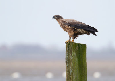 Zeearend, Haliaeetus albicilla, White-tailed eagle | Lauwersmeer