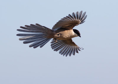 Blauwe ekster, Cyanopica cyanus, Azure-winged magpie | Algarve | Luz