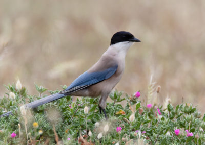 Blauwe ekster, Cyanopica cyanus, Azure-winged magpie | Algarve | Sagres