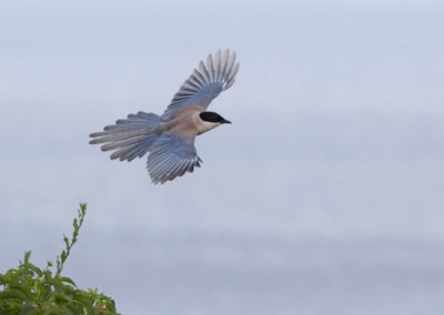 Blauwe ekster, Cyanopica cyanus, Azure-winged magpie | Algarve | Luz