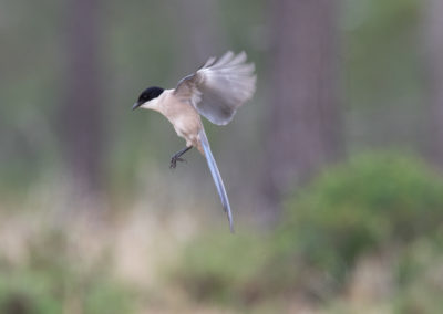 Blauwe ekster, Cyanopica cyanus, Azure-winged magpie | Algarve | Sagres