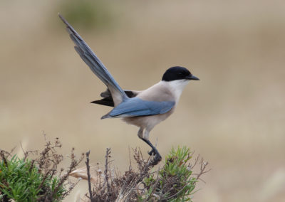 Blauwe ekster, Cyanopica cyanus, Azure-winged magpie | Algarve | Sagres