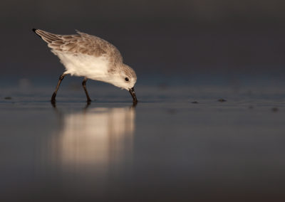 Drieteenstrandloper, Calidris alba, Sanderling | Terschelling