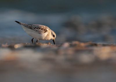 Drieteenstrandloper, Calidris alba, Sanderling | Terschelling