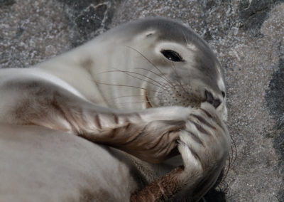 Gewone zeehond, Common seal, Phoca vitulina | Helgoland | Düne