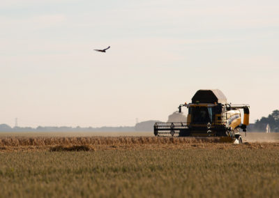 Grauwe kiekendief, Circus pygargus, Montagu’s harrier | Oost-Groningen