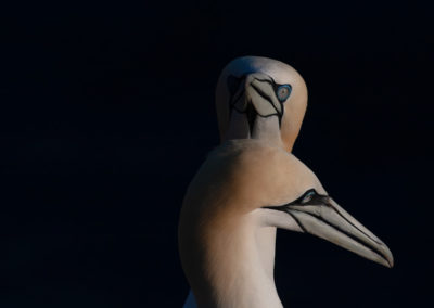 Jan-van-gent, Morus bassanus, Northern gannet | Helgoland