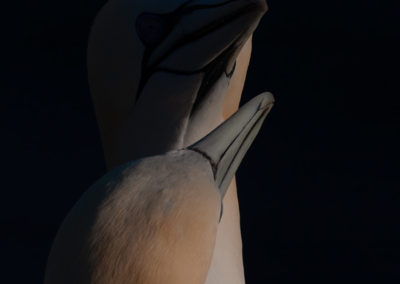 Jan-van-gent, Morus bassanus, Northern gannet | Helgoland