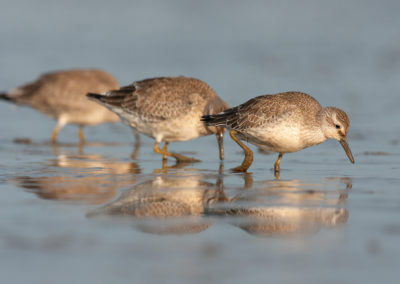 Kanoet, Calidris canutus, Knot | Waddenzee