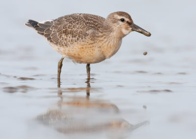 Kanoet, Calidris canutus, Knot | Waddenzee