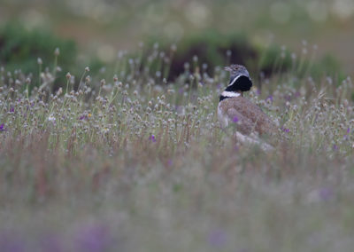 Kleine trap, Tetrax tetrax, Little bustard | Algarve | Sagres