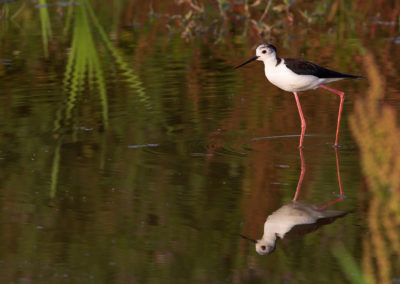 Steltkluut, Himantopus himantopus, Black-winged stilt | Winsumermeeden