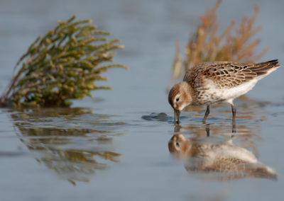 Bonte strandloper, Calidris alpina, Dunlin