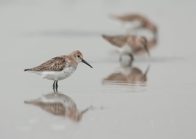 Bonte strandloper, Calidris alpina, Dunlin | Waddenzee | Holwerd