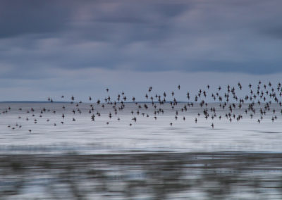 Bonte strandloper, Calidris alpina, Dunlin | Waddenzee | Zwarte Haan