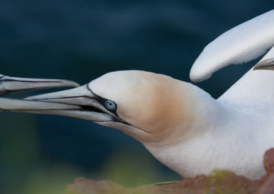 Jan-van-gent, Morus bassanus, Northern gannet | Helgoland