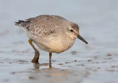 Kanoet, Calidris canutus, Knot | Waddenzee