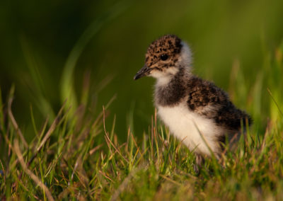 Kievit, Vanellus vanellus, Lapwing