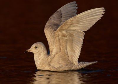 Kleine burgemeester, Larus glaucoides, Iceland gull | Haven Lauwersoog