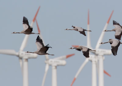 Kraanvogel, Grus grus, Common crane | Noordoost-Duitsland