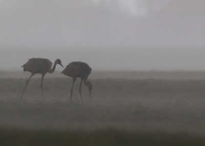 Kraanvogel, Grus grus, Common crane