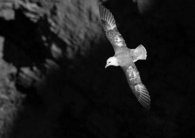 Noordse stormvogel, Fulmarus glacialis, Fulmar | Helgoland