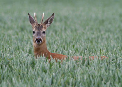 Ree, Capreolus capreolus, Roe deer | Emmapolder